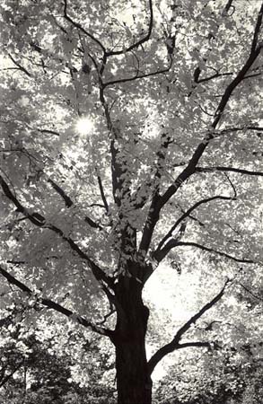 tree-web